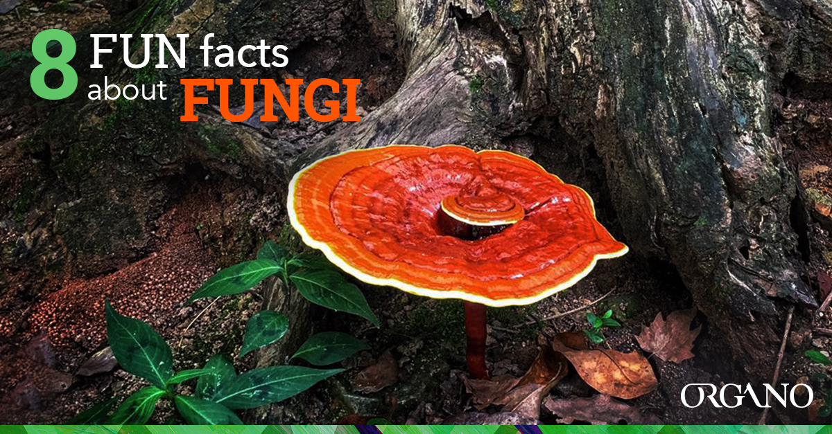 8 Fun Facts About Fungi - ORGANO™ Official Blog