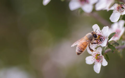 The Many Benefits of Bee Venom For Your Skin