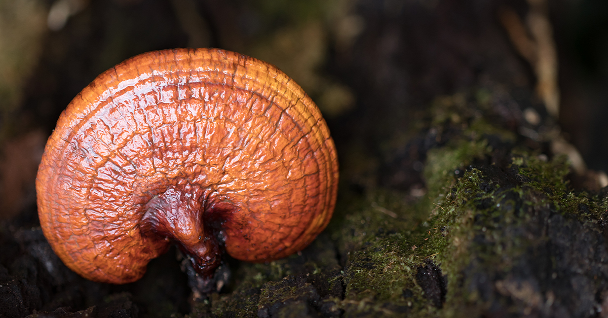 ganoderma lucidum