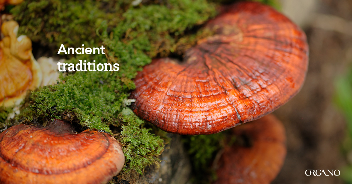 The Role of Mushrooms in Traditional Medicine - ORGANO™ Official Blog