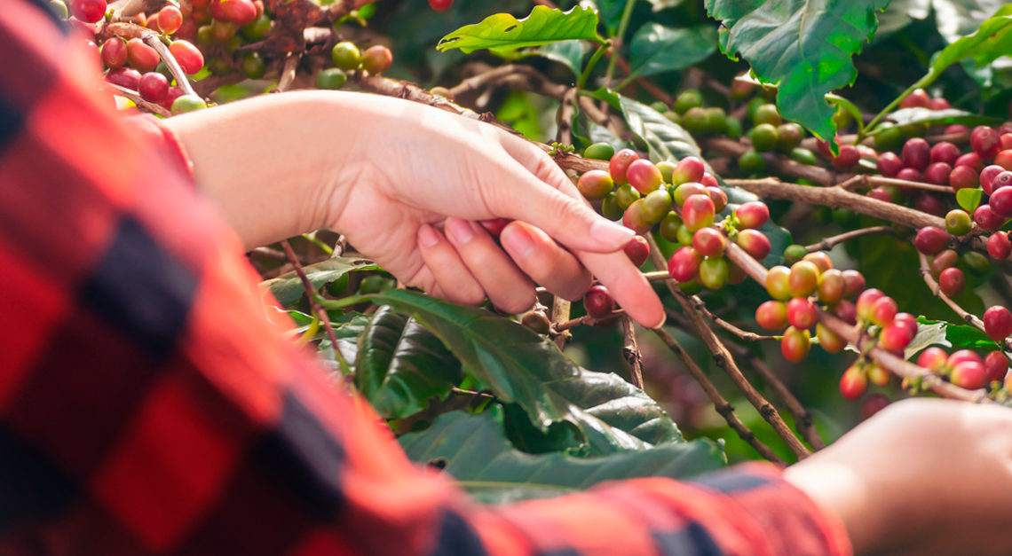 Experience the Richness of Hispanic Coffee Cultures