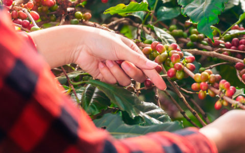 Experience the Richness of Hispanic Coffee Cultures