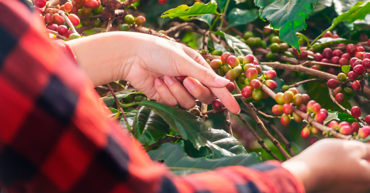 Experience the Richness of Hispanic Coffee Cultures