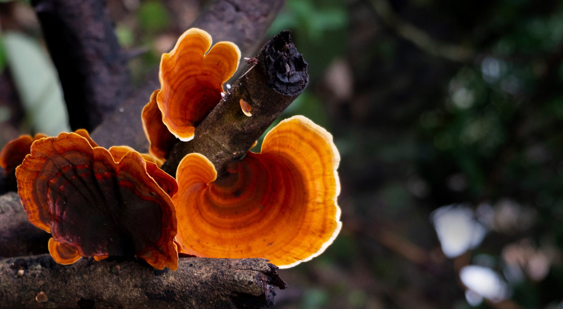 Why Reishi Mushroom Is the Superfood You Need in 2025