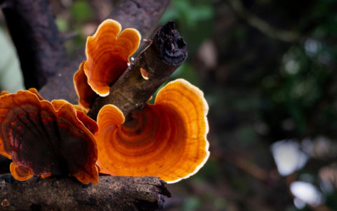 Why Reishi Mushroom Is the Superfood You Need in 2025