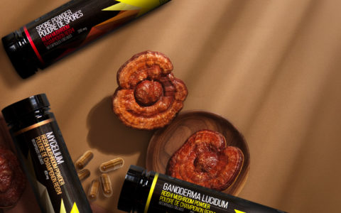 Reishi Mushroom Supplements: Your Guide to Spores vs Mycelium vs Ganoderma