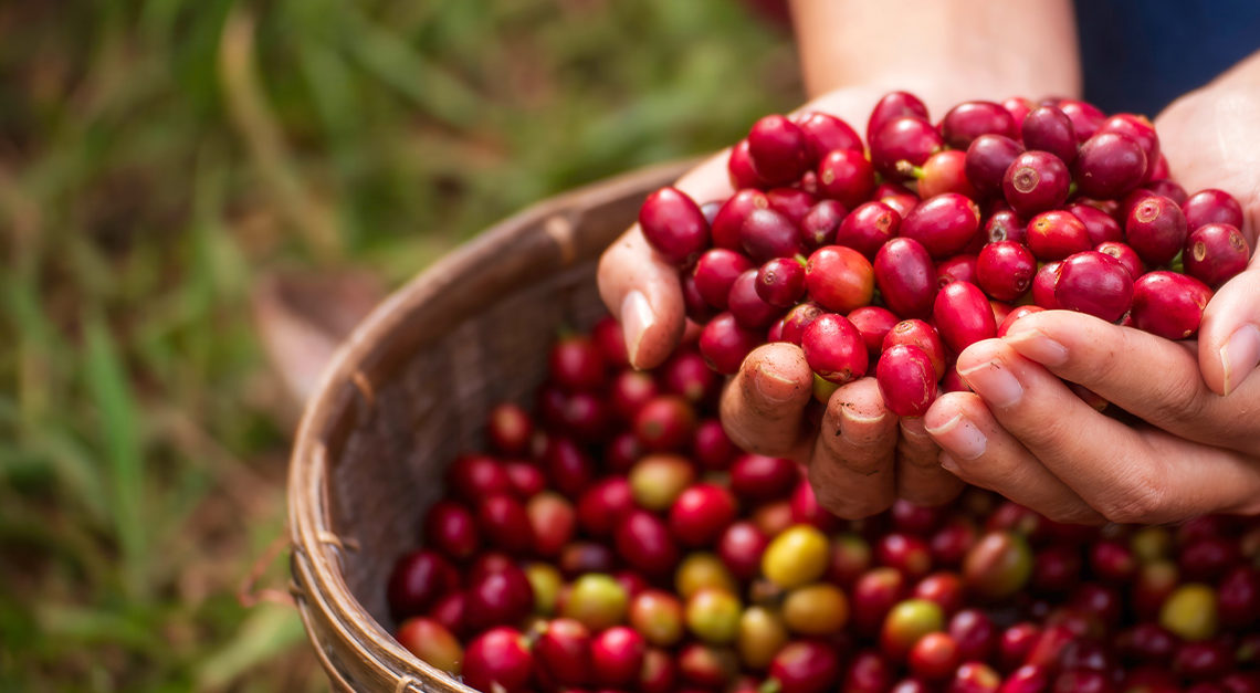 More Than Coffee: The Care, Craft, and Quality Behind Every Cup of ORGANO