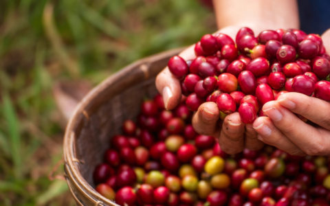More Than Coffee: The Care, Craft, and Quality Behind Every Cup of ORGANO